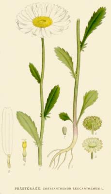 Прикрепленное изображение: Chrysanthemumleucanthemum.jpg